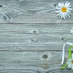 Gift box and daisy flowers on old wooden planks. Festive concept with copy space